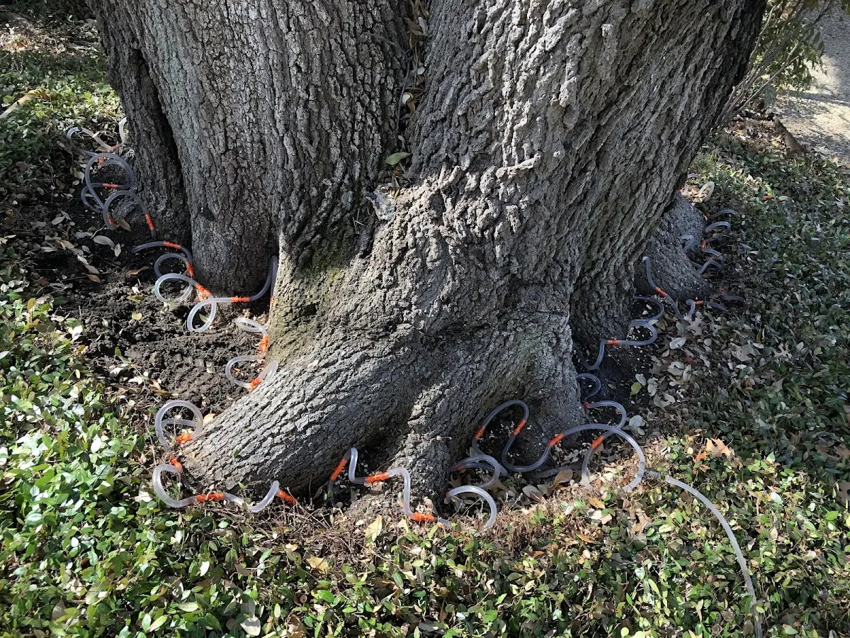 Detailed Tree Cabling and Bracing job site in Statham